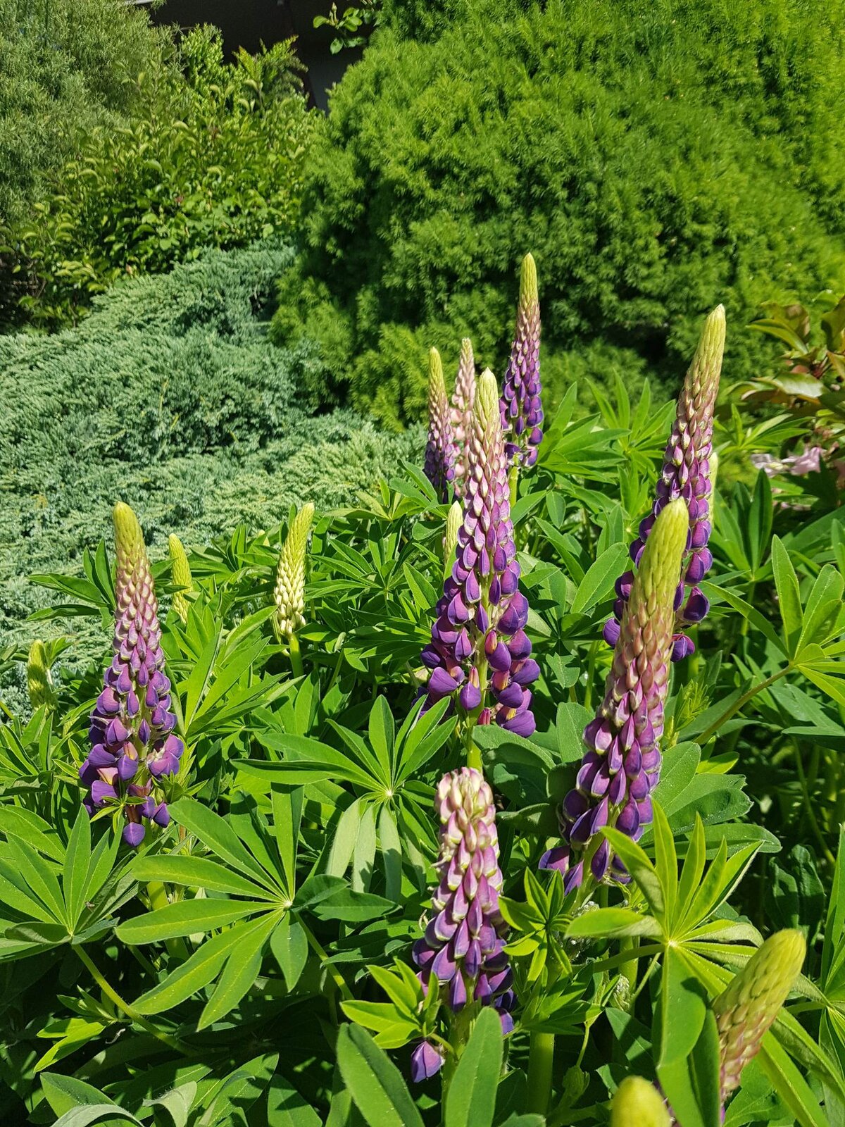 Zdjęcie przedstawia roślinę o niezdrewniałej, zielonej łodydze. Wytwarza fioletowe kwiaty zebrane w grona. Ma dłoniasto ułożone liście.