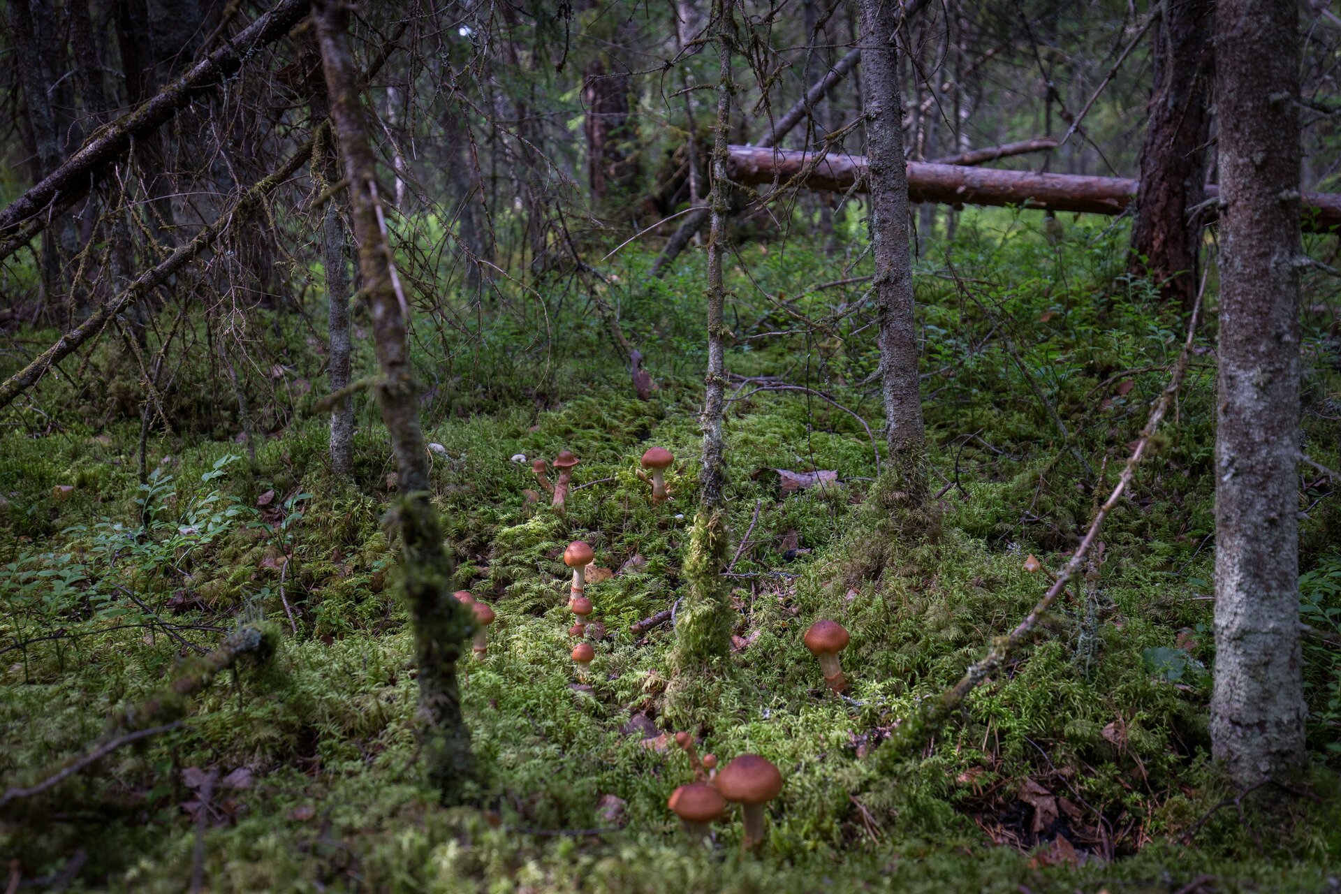 Fotografia prezentuje las z częściowo powalonymi drzewami oraz runo leśne składające się z mchów, w którym widoczne są brązowe kapelusze grzybów.