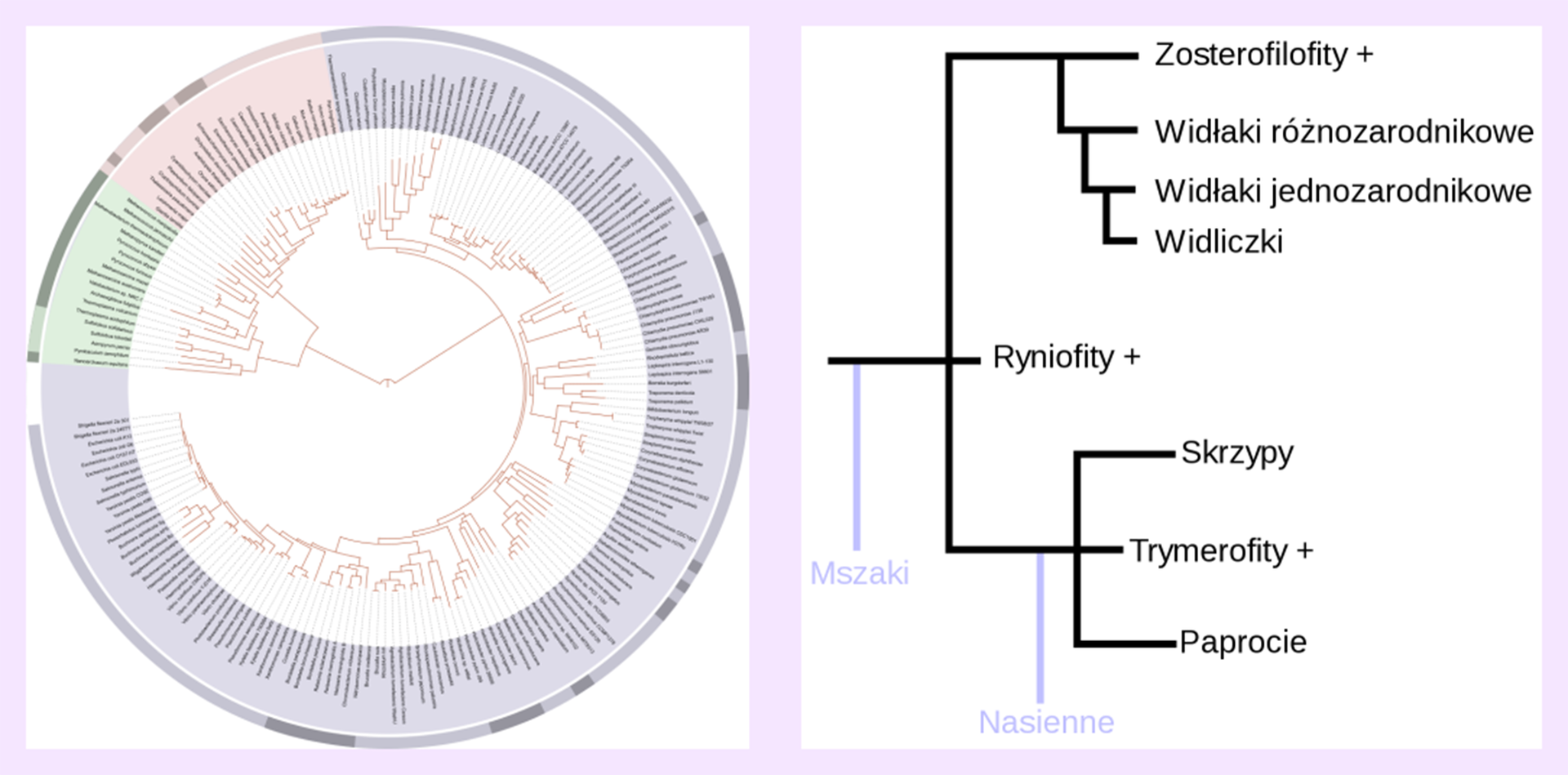 Na ilustracji po lewej stronie znajduje się filogenetyczne drzewo życia. Ma postać koła. Z licznymi napisami. W samym środku znajduje się ostatni uniwersalny przodek wszelkiego życia na Ziemi. Po prawej stronie jest drzewo rodowe paprotników – widać odnogi do mszaków i nasiennych. Od mszaków jest linia do ryniofitów oznaczonych plusem, a także linia w górę do zosterofilofitów ze znakiem plus. Poniżej nich linia do widłaków różnozarodnikowych, od nich linia do widłaków jednozarodnikowych, a następnie do widliczek. Od ryniofitów linia w dół. Przy linii odnoga do nasiennych, a także rozgałęzienie do: skrzypów, trymerofitów z plusem, do paproci.