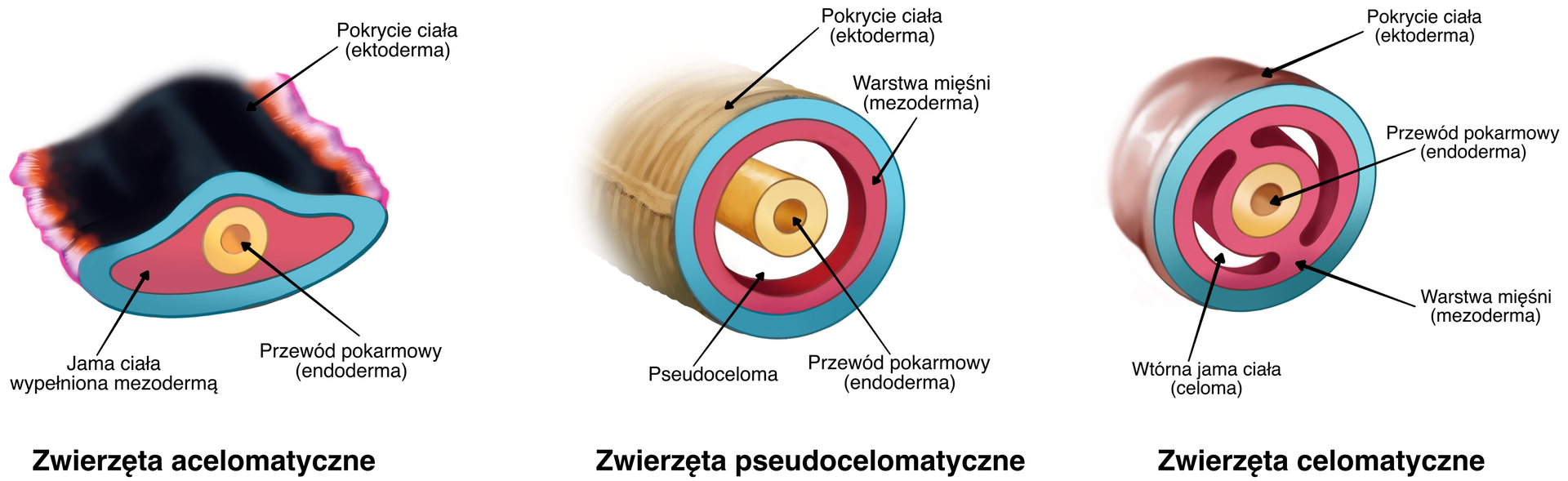 Ilustracja przedstawia trzy przekroje poprzeczne przez ciała trójwarstwowców (Triploblastica). Na pierwszym rysunku przedstawiono zwierzęta acelomatyczne. Ich spłaszczone ciało jest pokryte czarną ektodermą, a przez jego środek przechodzi rurkowaty przewód pokarmowy (endoderma) otoczona jamą wypełnioną mezodermą. Na drugim rysunku przedstawiono zwierzęta pseudocelomatyczne. Ich walcowate ciało jest pokryte jasnobrązową ektodermą, pod którą znajduje się warstwa mięśni (mezoderma). Przez środek ciała przechodzi rurkowaty przewód pokarmowy (endoderma) otoczony okrągłą jamą pseudocelomą. Na trzecim rysunku przedstawiono zwierzęta celomatyczne. Ich walcowate ciało jest pokryte fioletowawą ektodermą, pod którą znajduje się podwójna warstwa mięśni (mezoderma). Mezoderma osłania przechodzący przez środek ciała rurkowaty przewód pokarmowy (endodermę) otoczony wtórną jamą ciała, celomą.