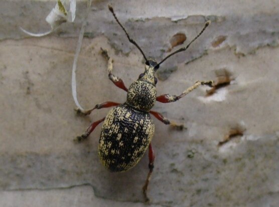 Zdjęcie przedstawia chrząszcza. Ma ryjek nieco krótszy od głowy, przewężony, ma długie czułki. Tułów zbudowany jest z mniejszego przedplecza i większego odwłoka. Posiada trzy pary odnóży. Ma ciemną barwę z żółtymi plamkami.  