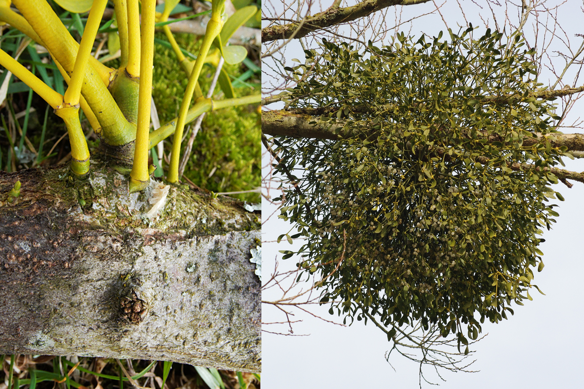 Ilustracja składa się z dwóch fotografii. Lewa przedstawia zbliżenie gałęzi drzewa, spod kory wyrastają żółtozielone pędy jemioły. Prawa fotografia przedstawia dużą kulistą jemiołę, rosnącą na gałęzi drzewa.