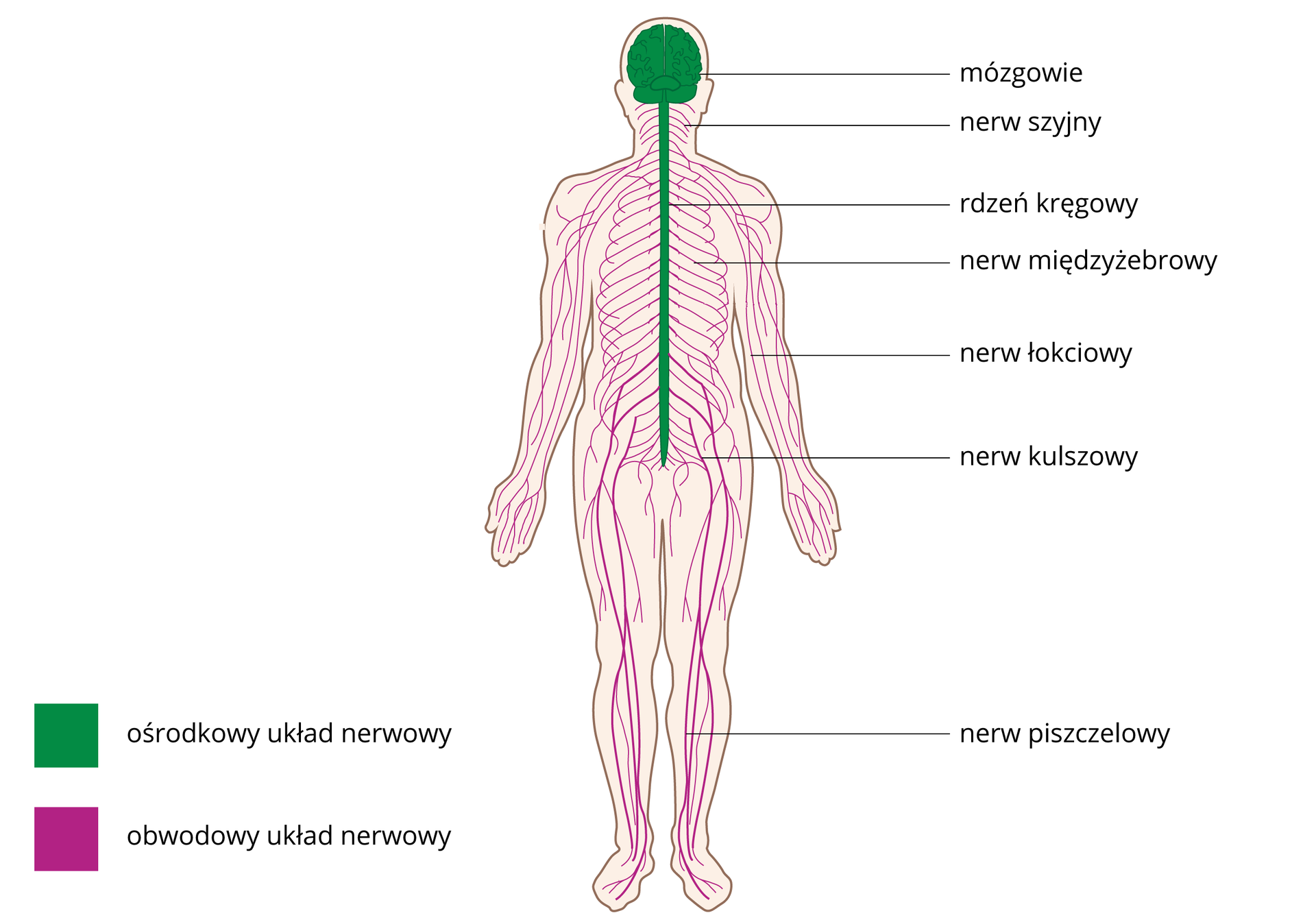 Ilustracja przedstawia sylwetkę człowieka z wrysowanym układem nerwowym, kolorem zielonym oznaczono ośrodkowy układ nerwowy, w którego skład wchodzi znajdujące się w okolicach głowy mózgowie i leżący pod nim rdzeń kręgowy. Kolorem różowym oznaczono obwodowy układ nerwowy. Niektóre nerwy obwodowe zostały podpisane z prawej. Od góry pod mózgowiem: szyjny, międzyżebrowy, łokciowy, kulszowy, piszczelowy.