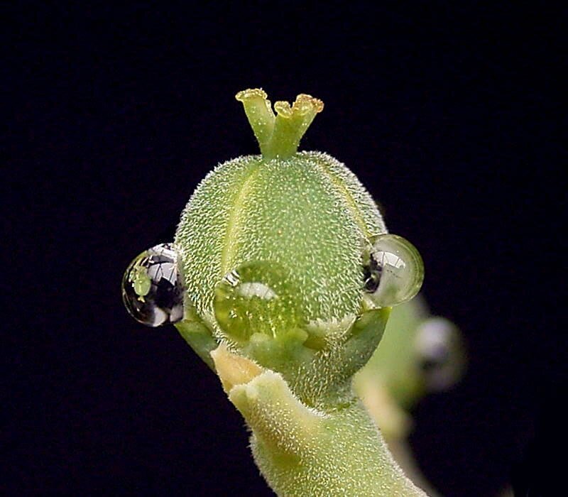 Zdjęcie przedstawia zielony słupek kwiatu z okrągłą główką na czarnym tle. Na górze główki znajdują się cztery wypustki, a na dole trzy krople wody.