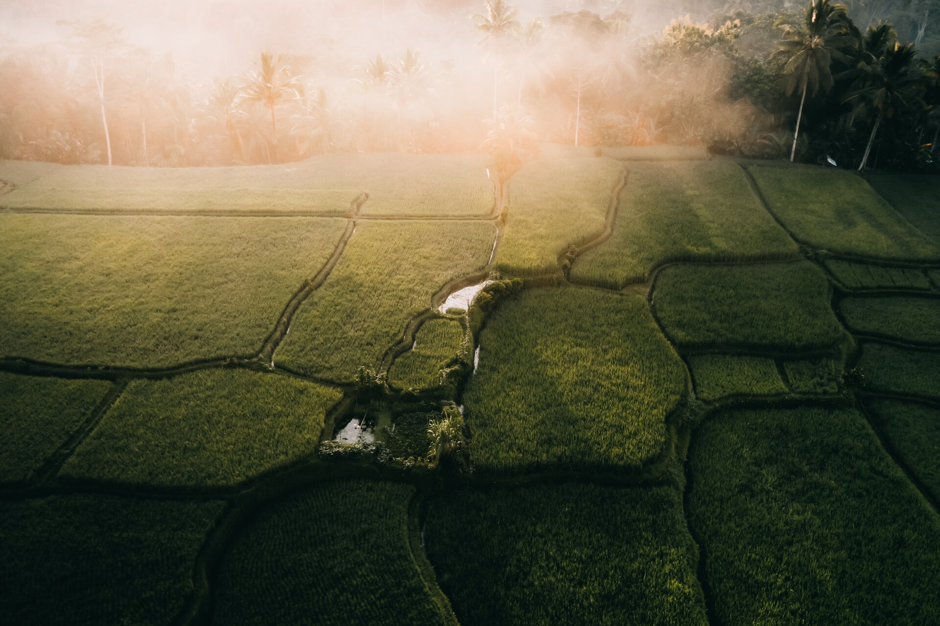Ilustracja przedstawia łąki ze ścieżkami widziane z lotu ptaka.