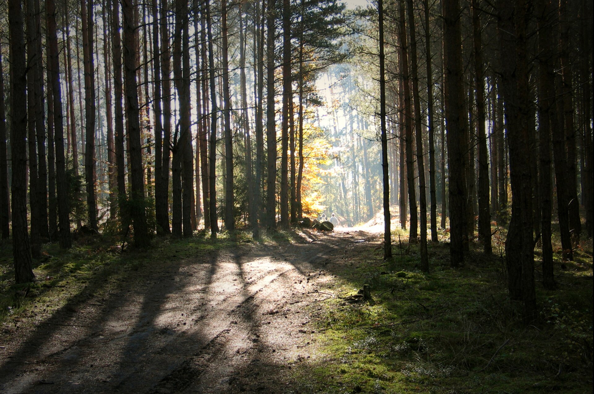 Fotografia kolorowa przedstawia leśną ścieżkę. Przez drzewa przebijają promienie zachodzącego słońca. Po obu stronach ścieżki widać leśne runo. W tle, w miejscu oświetlonym słońcem, widać liściaste drzewo o żółtych liściach.