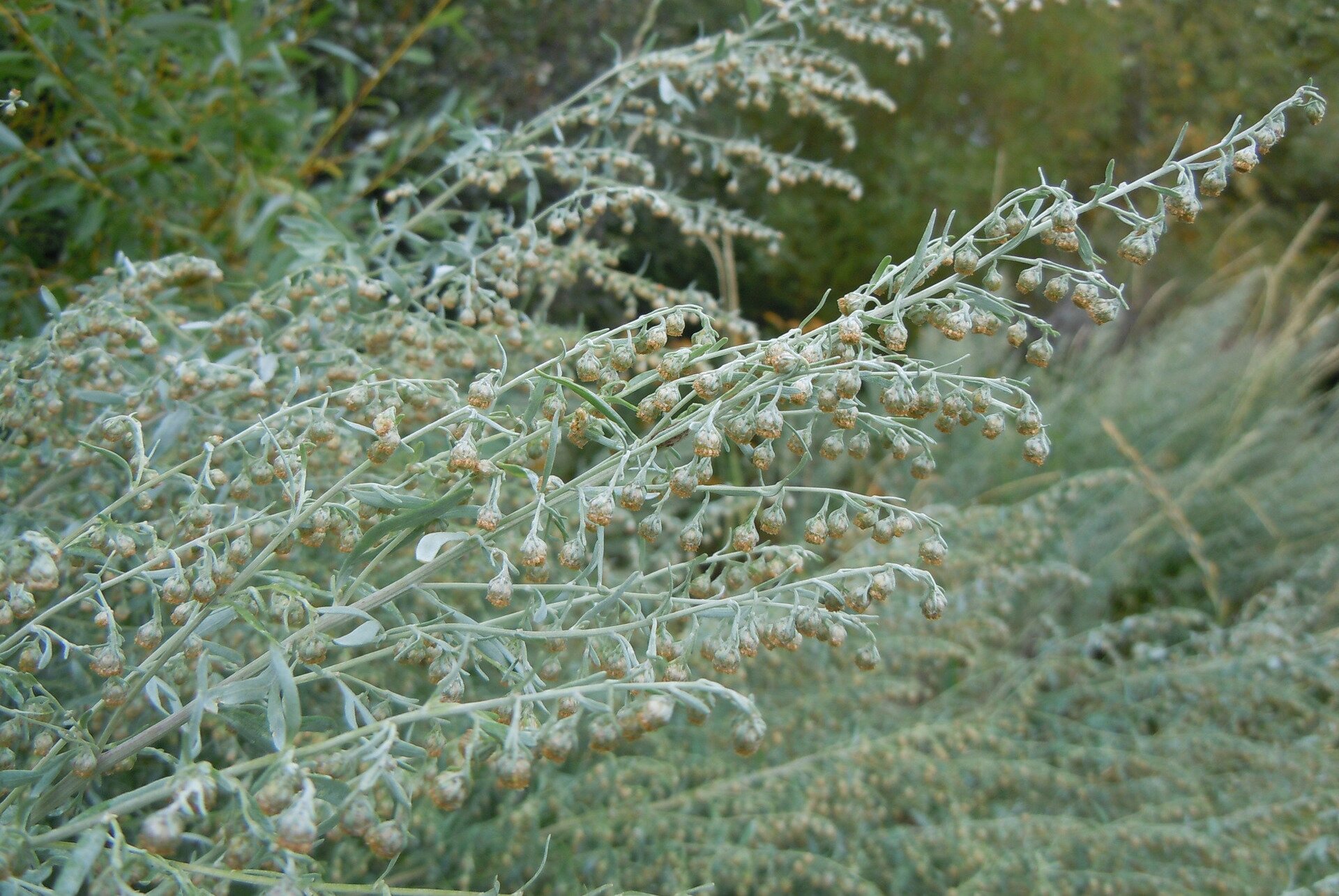 Fotografia prezentuje szaro-zielone pędy piołunu pochylone w prawą stronę. Łodygi są pierzaste. Kwiaty drobne, żółte, zebrane w małe koszyczki. 