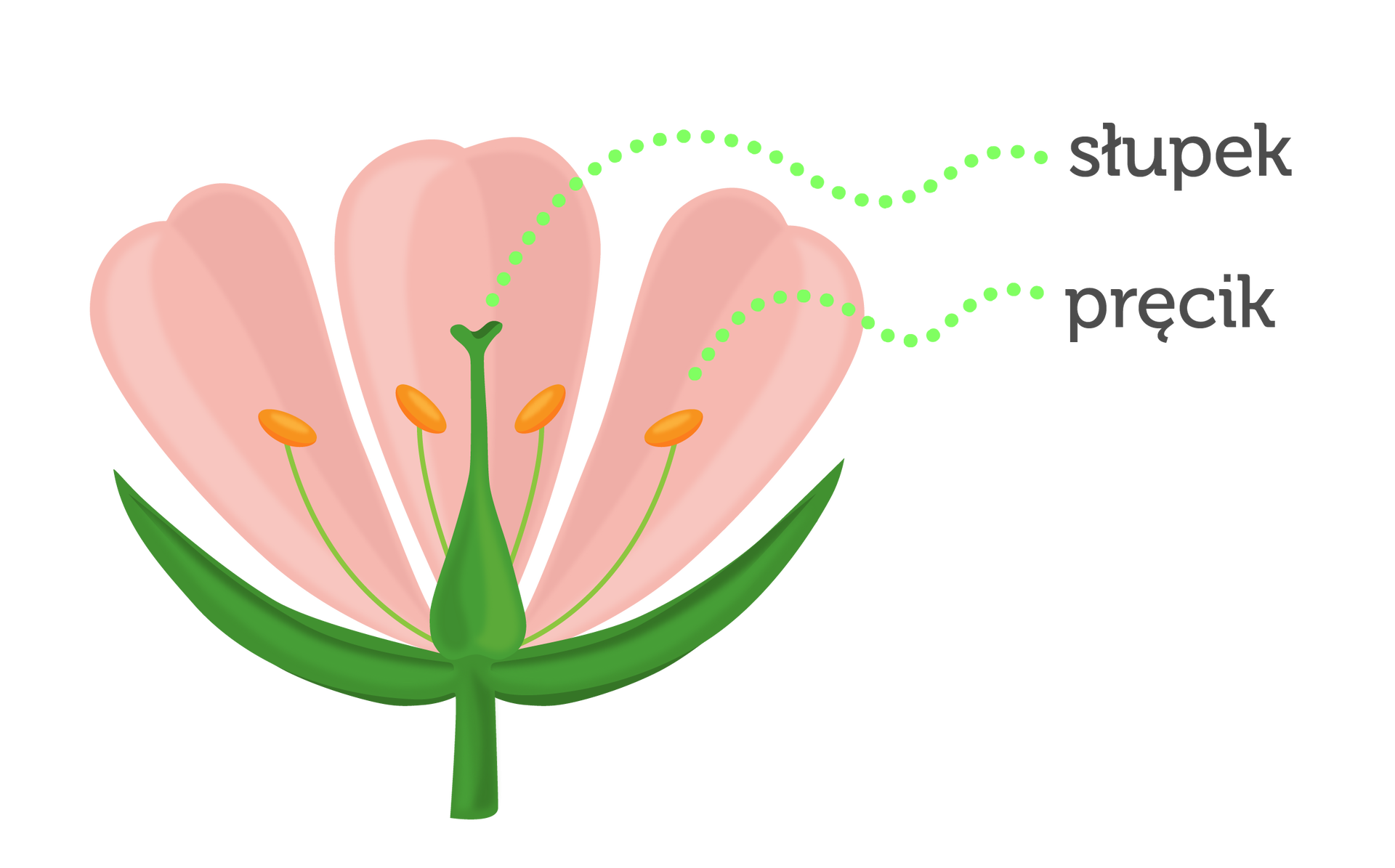 Ilustracja przedstawia schemat budowy kwiatu. W dolnej części znajduje się zielona łodyga. W górnej części widać trzy różowe płatki. Wewnątrz są elementy opisane na schemacie jako słupek i pręciki. Słupek znajduje się w środku kwiatu. Na ilustracji jest zielony, podłużny, szeroki u podstawy i zwężający się ku końcowi. Pręciki otaczają słupek. Są to cienkie i podłużne elementy. Na ich końcach jest pyłek kwiatowy.