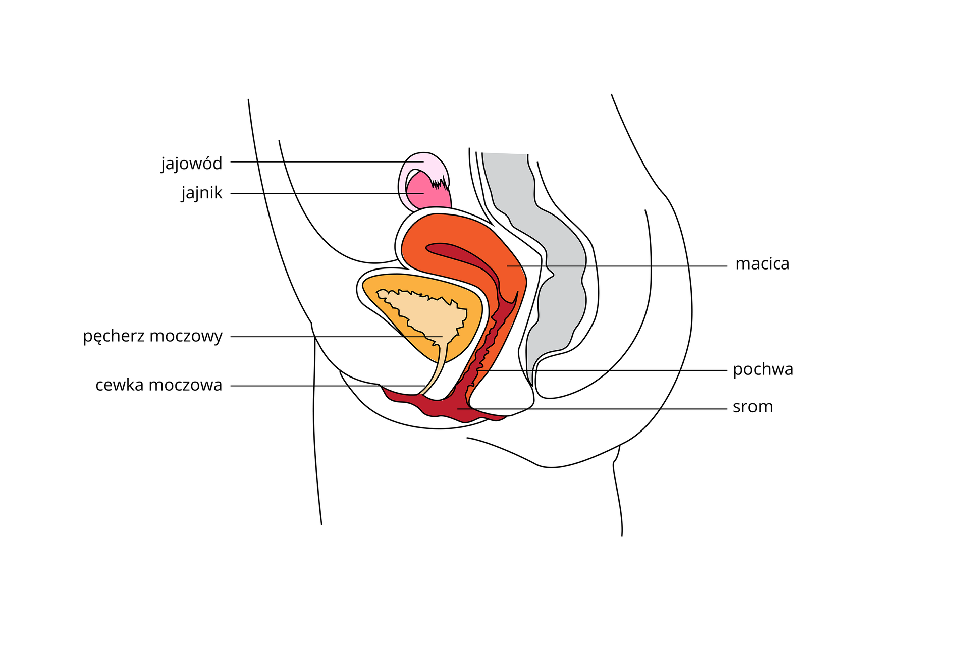W galerii ilustracje, obrazujące budowę żeńskiego układu rozrodczego. Ilustracja przedstawia schematycznie pionowy przekrój przez dolną część tułowia. Przedstawiono w kolorach części układu rozrodczego żeńskiego i układu moczowego. U góry różowy jajnik i na nim jajowód. Niżej pomarańczowa macica, przechodząca w brązową pochwę i srom. Obok z lewej żółty pęcherz moczowy i bladoróżowa cewka moczowa. Z prawej szary zarys odbytnicy.