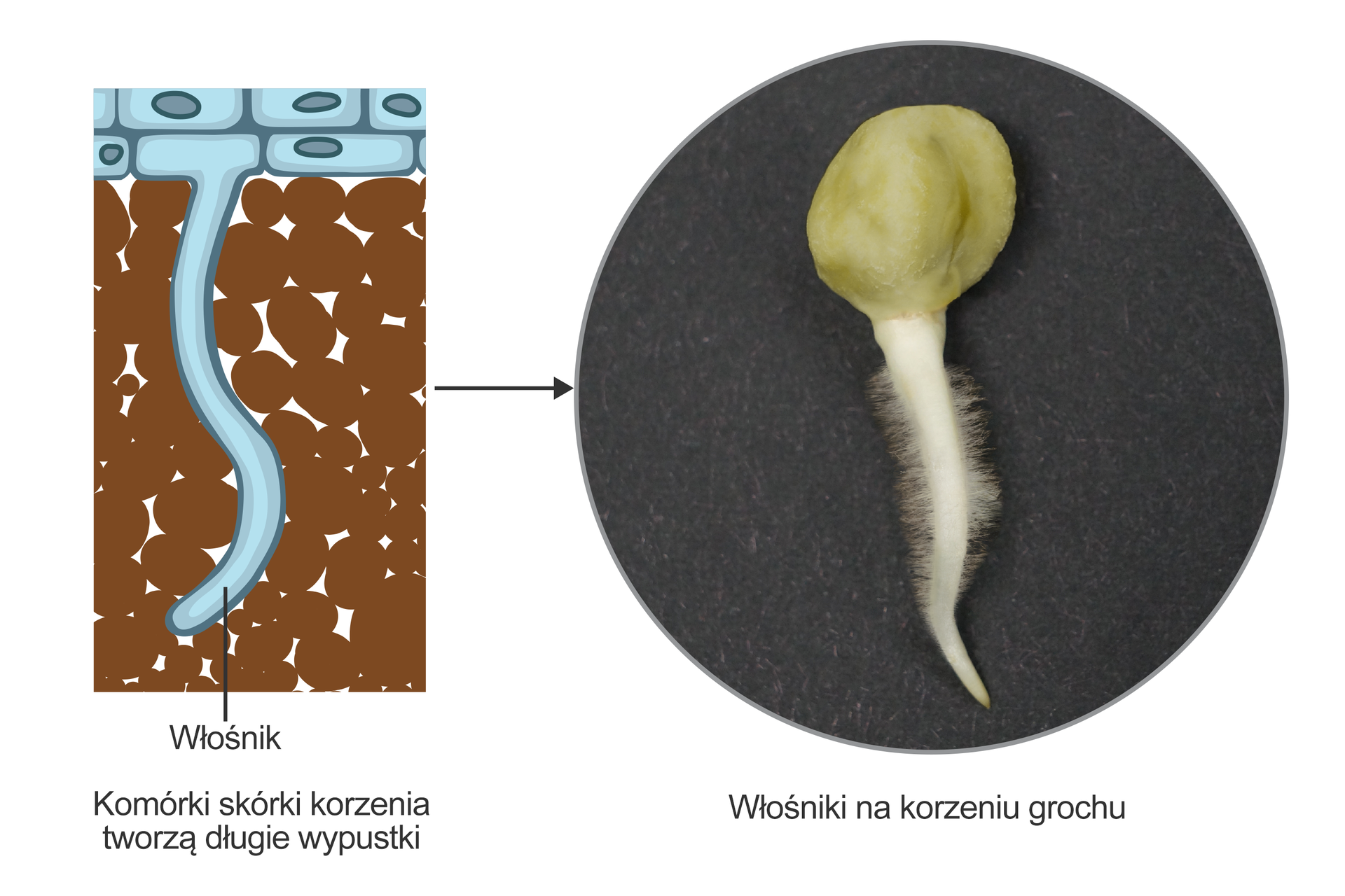 Ilustracja przedstawia po lewej schematyczny przekrój przez wydłużoną komórkę – włośnik, oznaczony kolorem błękitnym. Wciska się on pomiędzy brązowe grudki gleby. Po prawej fotografia pojedynczego, niewielkiego korzenia grochu z wyrastającymi z niego prostopadle cienkimi, licznymi włośnikami. Włośniki gęsto wyrastają z korzenia, nie ma ich jedynie na górnym i dolnym jego odcinku.
