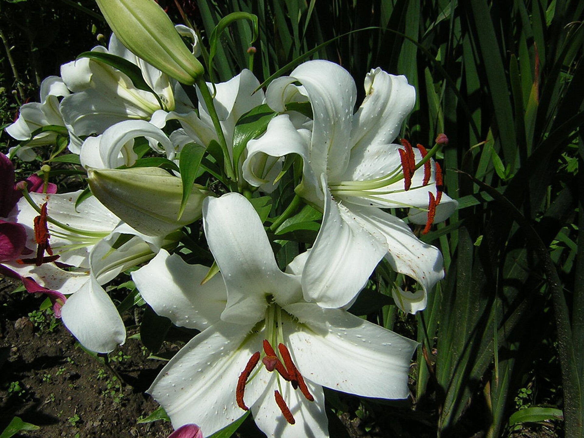 Zdjęcie przedstawia białe kwiaty lilii królewskiej. Jest ich sześć. Kwiat składa się z sześciu wywiniętych płatków ułożonych w sposób przypominający trąbkę. Ma ciemnozielone łodygi. We wnętrzu tego stosunkowo dużego kwiatu, który ma około piętnastu centymetrów średnicy znajduje się sześć pręcików zakończonych ciemnobrązowymi, chropowatymi pylnikami, a także słupek kwiatowy. Lilie królewskie ze zdjęcia rosną na rabacie w ogrodzie. Kwiat nie bez powodu nazwany został lilią królewską. Grecka nazwa tych kwiatów leirion pochodzi od słowa oznaczającego wrażliwość i delikatność. Dla Rzymian lilie były symbolem nadziei, w symbolice chrześcijańskiej są znakiem czystości i niewinności. Kojarzą się też z królewskim majestatem. Bez wątpienia te przepiękne kwiaty są symbolem przepychu. Znane są od czasów starożytnych.