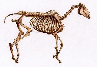 Szkielet konia