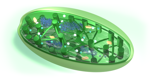 Mitochondria i chloroplasty – organelle półautonomiczne