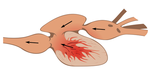 Ewolucja układu sercowo-naczyniowego kręgowców