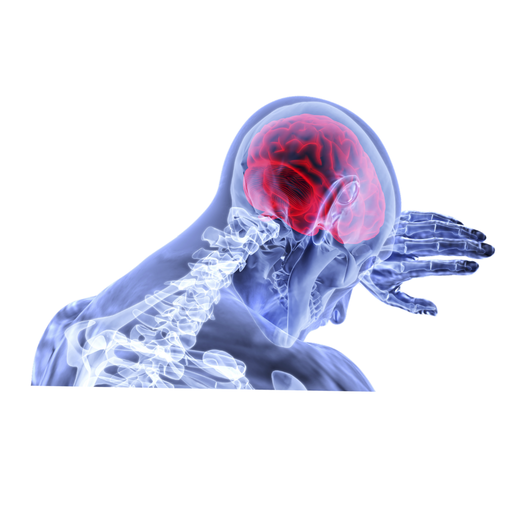 Struktury ochronne centralnego układu nerwowego i powstawanie płynu mózgowo‑rdzeniowego