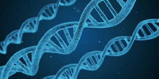 Skład chemiczny i funkcje DNA