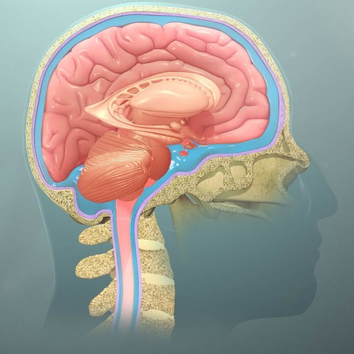 Nerwy czaszkowe – przebieg i obszary unerwiane