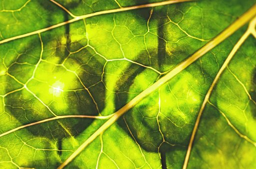 Barwniki fotosyntetyczne i ich funkcje
