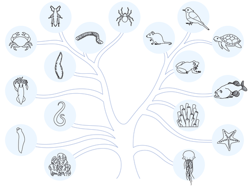 Drzewo filogenetyczne zwierząt