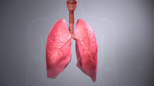 Mechanizm wentylacji płuc człowieka