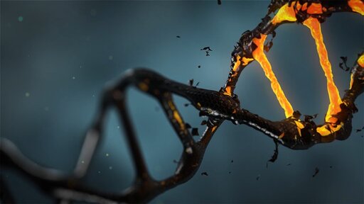 Zmiany ilości DNA w cyklu komórkowym
